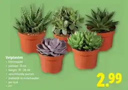 Lidl Vetplanten aanbieding