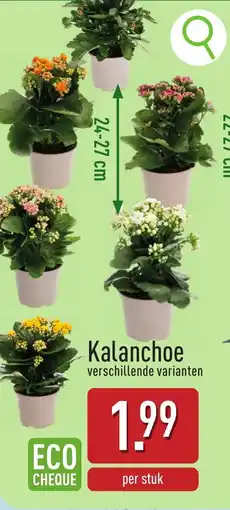ALDI Kalanchoe aanbieding