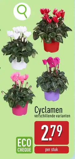 ALDI Cyclamen aanbieding