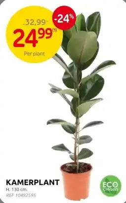 Brico Kamerplant aanbieding