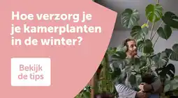 AVEVE Hoe verzorg je je kamerplanten in de winter? aanbieding
