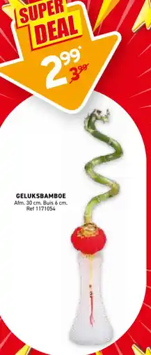 Trafic Geluksbamboe aanbieding