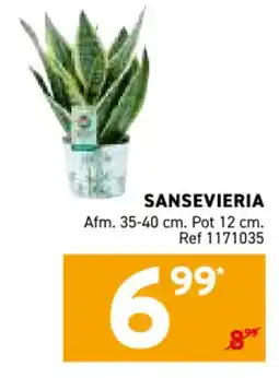 Trafic Sansevieria aanbieding