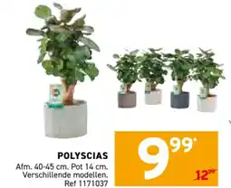 Trafic Polyscias aanbieding