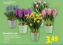 Lidl Bloembollen in pot aanbieding