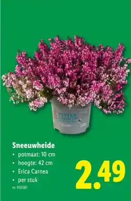 Lidl Sneeuwheide aanbieding
