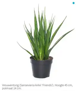 Intratuin Vrouwentong aanbieding