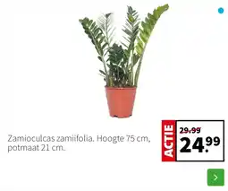 Intratuin Zamioculcas zamiifolia aanbieding