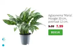 Intratuin Aglaonema Maria aanbieding