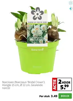 Intratuin Narcissen aanbieding