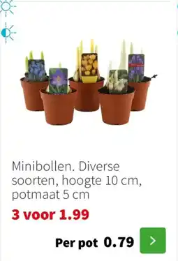 Intratuin Minibollen aanbieding