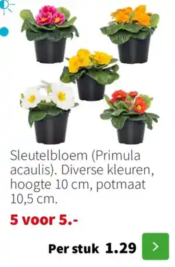 Intratuin Sleutelbloem aanbieding