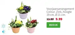 Intratuin Voorjaarsarrangement Colour aanbieding