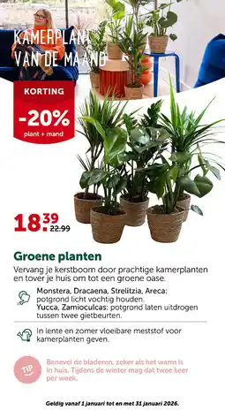 AVEVE Plantenmix Met Mand 17cm aanbieding