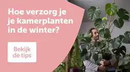 AVEVE Hoe verzorg je je kamerplanten in de winter? aanbieding