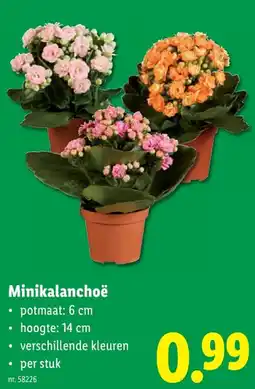 Lidl Minikalanchoë aanbieding