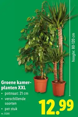 Lidl Groene kamerplanten XXL aanbieding