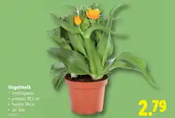 Lidl Vogelmelk aanbieding