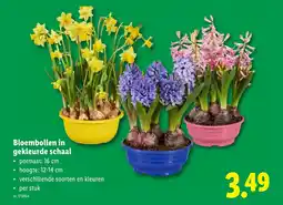 Lidl Bloembollen in gekleurde schaal aanbieding