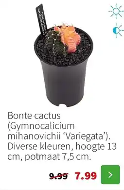 Intratuin Bonte Cactus aanbieding