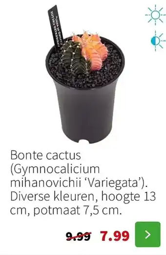 Bonte Cactus