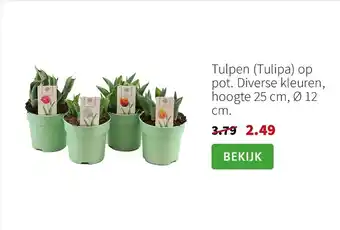 Tulpen (Tulipa) op Pot