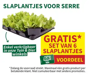Slaplantjes voor serre