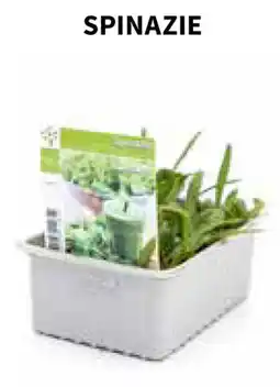 Horta Spinazie aanbieding