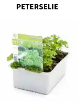 Horta Peterselie aanbieding