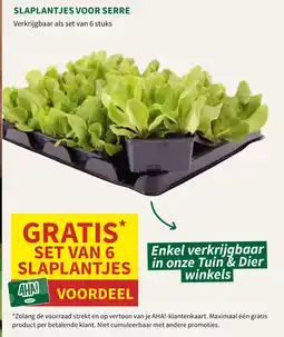 Horta Slaplantjes voor serre aanbieding