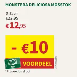 Horta Monstera deliciosa mosstok aanbieding