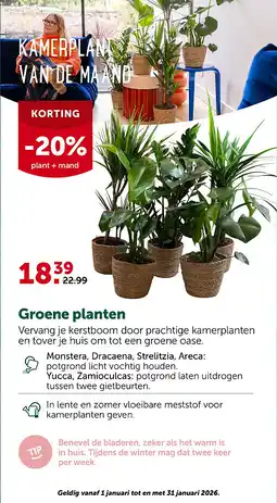 AVEVE Groene planten aanbieding