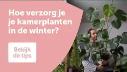 AVEVE Hoe verzorg je je kamerplanten in de winter? aanbieding