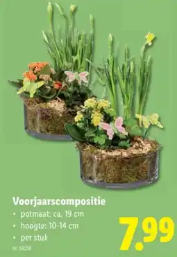 Lidl Voorjaarscompositie aanbieding