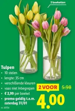 Lidl Tulpen aanbieding