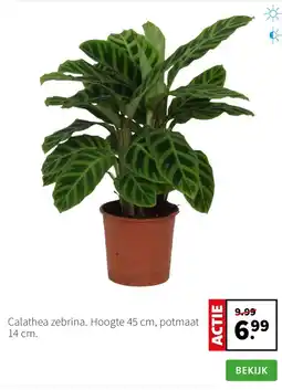 Intratuin Calathea zebrina aanbieding