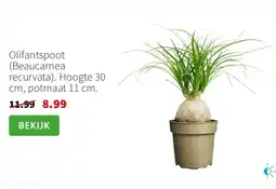 Intratuin Olifantspoot beaucarnea recurvata aanbieding