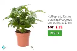 Intratuin Koffieplant coffea arabica aanbieding