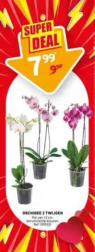 Trafic Orchidee 2 twijgen aanbieding