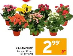 Trafic Kalanchoë aanbieding