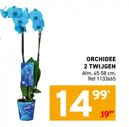Trafic Orchidee 2 twijgen aanbieding