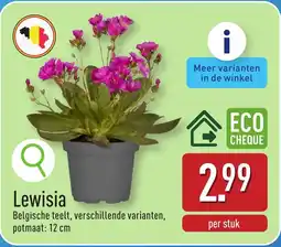 ALDI Lewisia aanbieding