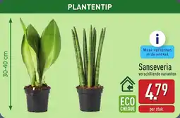 ALDI Sanseveria aanbieding