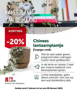 AVEVE Chinees lantaarnplantje aanbieding
