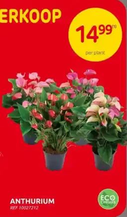 Brico Anthurium aanbieding