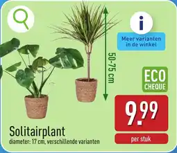 ALDI Solitairplant aanbieding