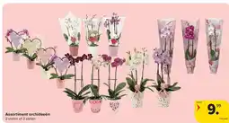 Carrefour Assortiment orchideeën aanbieding