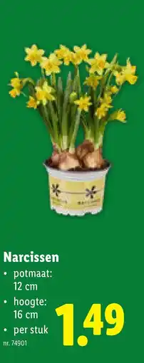 Lidl Narcissen aanbieding