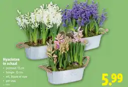 Lidl Hyacinten in schaal aanbieding