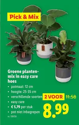 Lidl Groene plantenmix in easy care hoes aanbieding